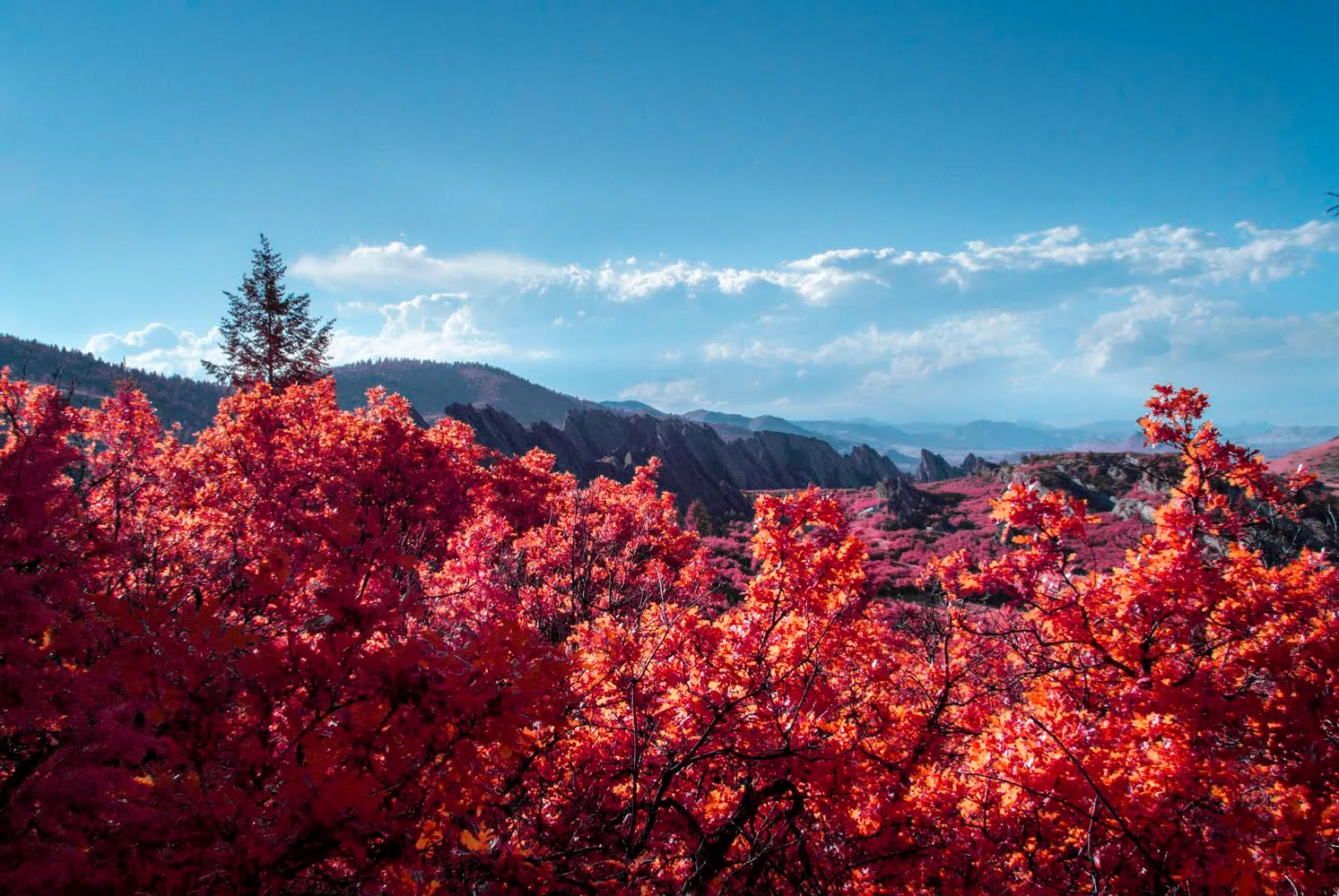 infrared red foliage